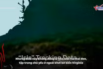 Video: Sinh vật biển 'ứng phó' thế nào với siêu bão? 