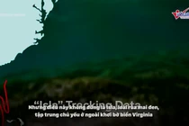 Video: Sinh vật biển 'ứng phó' thế nào với siêu bão? 