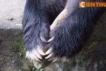 Khám phá huyền thoại “bát trân” ngày Tết trong cung đình Việt xưa 