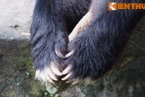 Khám phá huyền thoại “bát trân” ngày Tết trong cung đình Việt xưa 