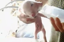 Lợn hai đầu bú sữa ừng ực ở Trung Quốc