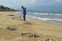 Hé lộ nguyên nhân cá chết dạt trắng bờ biển Đà Nẵng