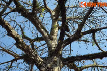 Ngắm cây bao báp châu Phi khổng lồ giữa Kinh thành Huế