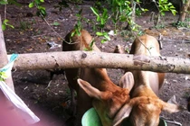 Kỳ lạ cặp bê song sinh đáng yêu của lão nông miền Tây 