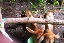 Kỳ lạ cặp bê song sinh đáng yêu của lão nông miền Tây 