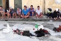 An Giang bác tin con trai Phó Bí thư Tỉnh uỷ tổ chức đá gà, đánh bạc