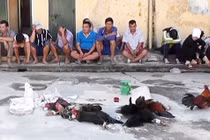 An Giang bác tin con trai Phó Bí thư Tỉnh uỷ tổ chức đá gà, đánh bạc