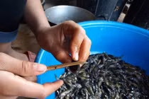 Hốt bạc với nghề săn nòng nọc trong đêm ở miền Tây xứ Nghệ