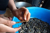 Hốt bạc với nghề săn nòng nọc trong đêm ở miền Tây xứ Nghệ