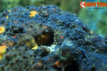 Cận cảnh loài cá nhìn phát khiếp nhưng vạn người mê ở VN