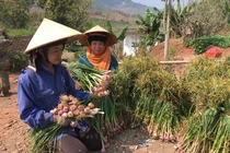 Nhổ tỏi tía thơm nức, cứ 10m2 bán được 1 triệu