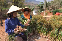 Nhổ tỏi tía thơm nức, cứ 10m2 bán được 1 triệu