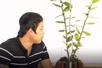 Ly kỳ chậu lan Giả hạc đột biến ở Lâm Đồng mua 1 triệu bán 5 tỷ đồng