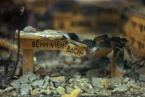 Hình ảnh kinh hoàng về BV Bạch Mai bị hủy diệt 1972