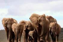 Khó tin: Voi châu Phi mất gien “mọc ngà” do nạn săn trộm