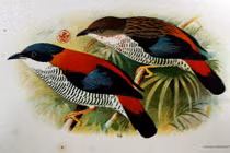 Hình độc về các loài chim VN trong sách cổ của Pháp (2)