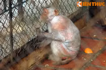 Đàn khỉ trụi lông, mốc trắng ghê người ở Vườn thú Hà Nội