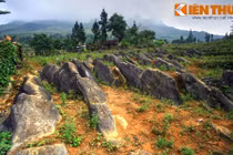 Lạ lùng đàn “sư tử biển” triệu tuổi trên cao nguyên đá