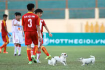 Cầu thủ U19 bị chó cắn giữa trận bóng