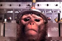 Những thí nghiệm trên khỉ vô nhân tính nhất lịch sử 