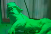 Hình ảnh rợn người về động vật quái thai Việt Nam