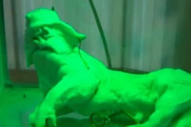 Hình ảnh rợn người về động vật quái thai Việt Nam