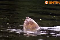 Ảnh độc quyền về Cụ rùa Hồ Gươm lúc còn sống