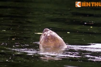 Ảnh độc quyền về Cụ rùa Hồ Gươm lúc còn sống