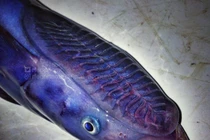 Những quái vật biển sâu như hiện ra từ ác mộng, địa ngục