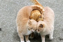 Liệu động vật có cảm xúc giống như con người?