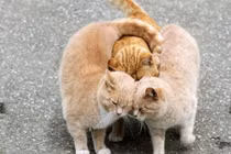 Liệu động vật có cảm xúc giống như con người?