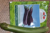 Khốn đốn vì mua giống cà tím lại ra quả cà xanh