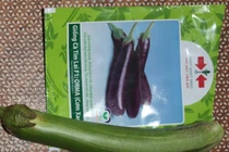 Khốn đốn vì mua giống cà tím lại ra quả cà xanh