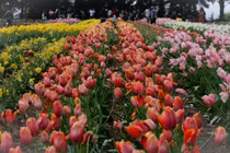 “Lạc lối” giữa nông trại hoa tulip ở Úc đẹp như tranh