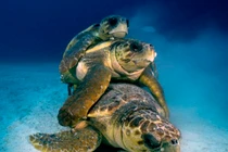 Cảnh "làm tình tập thể" hiếm có trong thiên nhiên Việt Nam