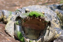 Chốn ăn chơi lạ: Xứ sở cá sấu giữa Sài Gòn