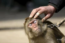 Đột nhập lò huấn luyện Tôn Ngộ Không ở Trung Quốc