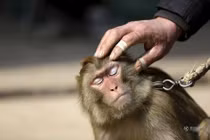 Đột nhập lò huấn luyện Tôn Ngộ Không ở Trung Quốc