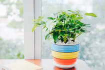 Chống dịch sốt xuất huyết nên trồng những cây này