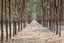 Quê nguyên Thủ tướng Phan Văn Khải tuyệt đẹp qua ống kính quốc tế