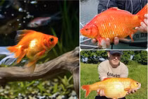 Cá vàng hiền lành “biến hình” thành “quái vật” khổng lồ
