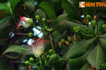 Xem cây chủ quyền Trường Sa ra hoa kết trái giữa SG