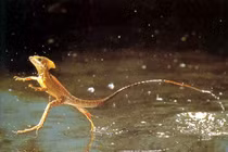 8 loài động vật có khả năng phi thường