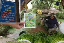 Sự thật khủng khiếp ở vựa rau an toàn cung ứng cho Hà Nội