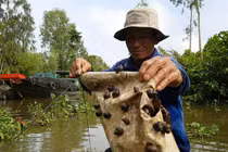 Tuyệt chiêu bắt ốc đắng kiếm tiền triệu mỗi ngày của lão nông miền Tây