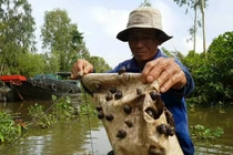 Tuyệt chiêu bắt ốc đắng kiếm tiền triệu mỗi ngày của lão nông miền Tây