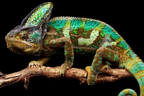 “Khủng long đổi màu” cực hot dân chơi Việt