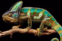 “Khủng long đổi màu” cực hot dân chơi Việt