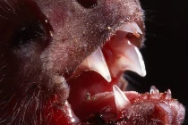 Hình ảnh khủng khiếp về loài dơi quỷ hút máu