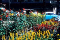 Ảnh đặc biệt về chợ hoa Tết Sài Gòn năm 1966 